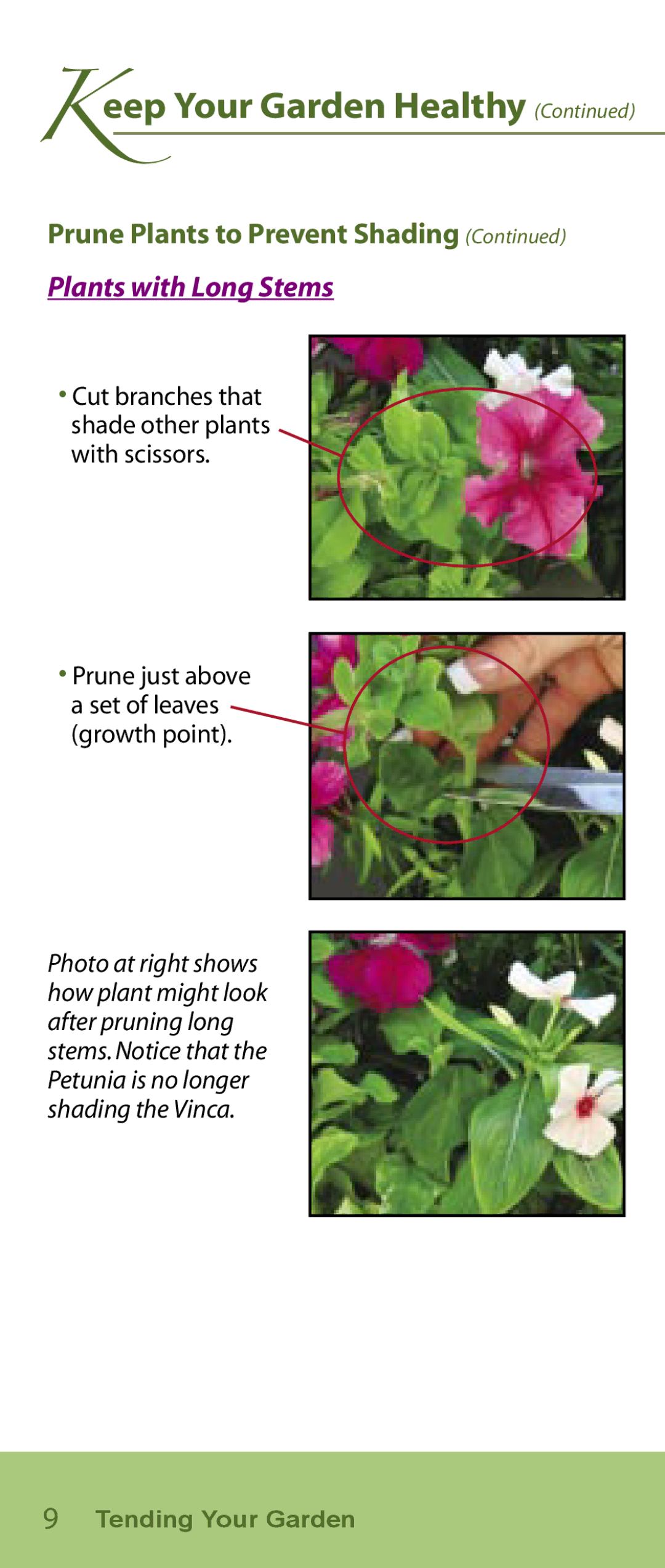 AeroGarden Flower Series manual Plants with Long Stems, Prune just above a set of leaves growth point 