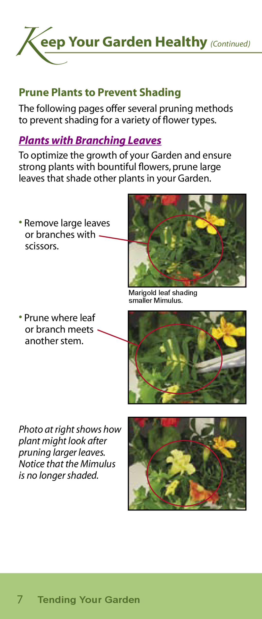 AeroGarden Flower Series manual Prune Plants to Prevent Shading, Remove large leaves or branches with scissors 