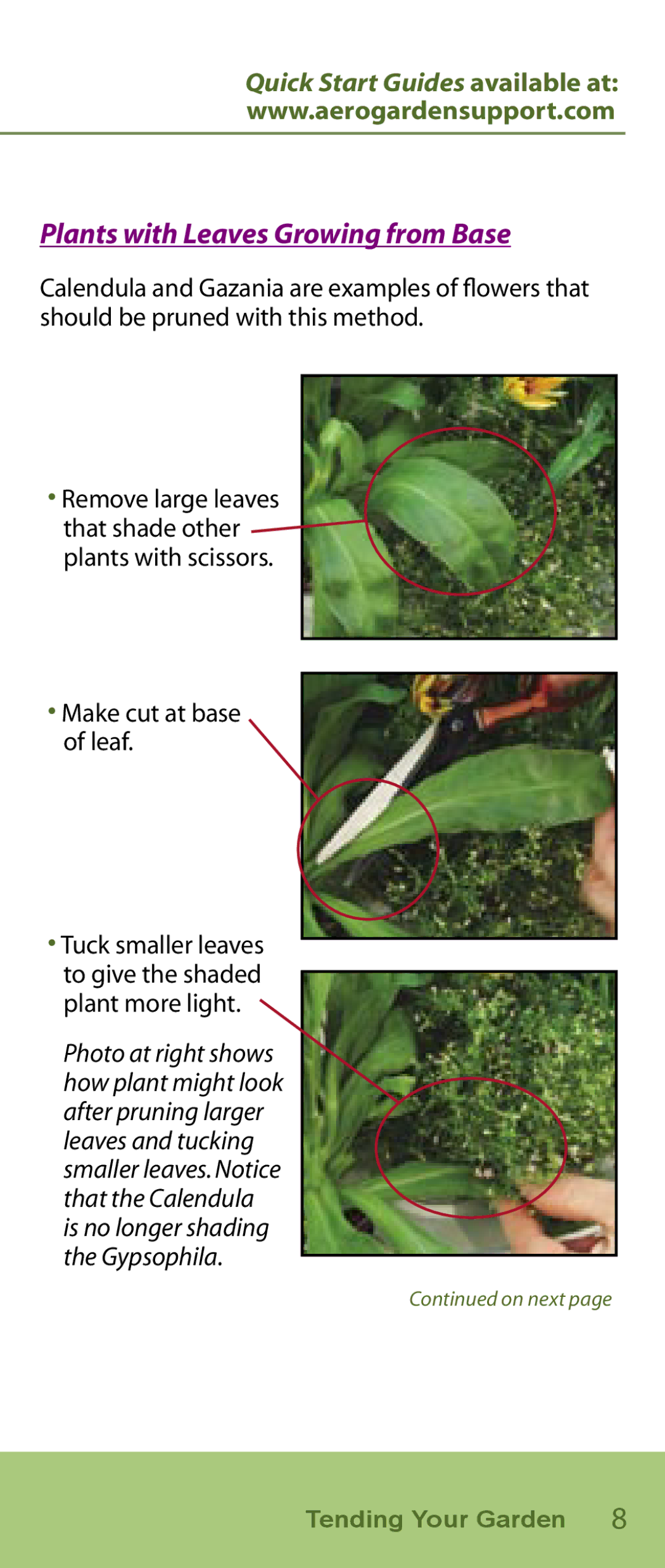 AeroGarden Flower Series manual Plants with Leaves Growing from Base 