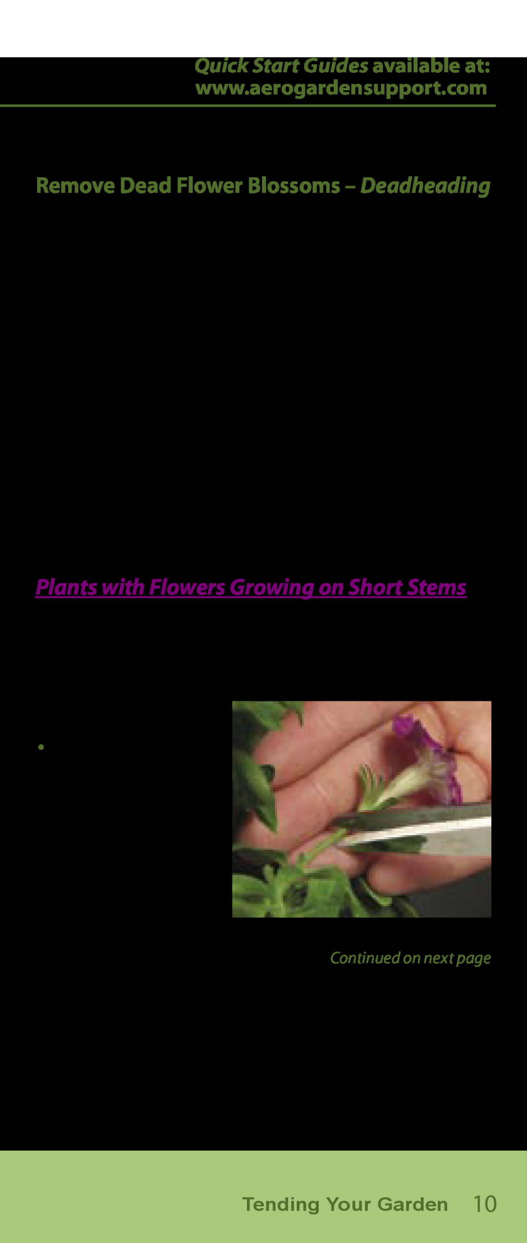AeroGarden Flower Series manual Plants with Flowers Growing on Short Stems, Remove Dead Flower Blossoms - Deadheading 