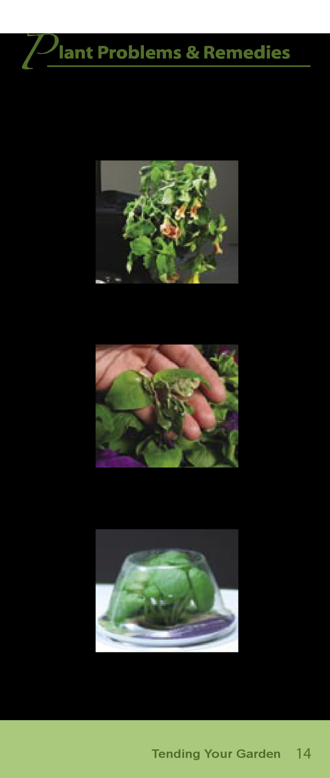 AeroGarden Flower Series P lant Problems & Remedies, Tending Your Garden, Bulbs.. Raise the Lamp Hood, Wilted, Burned 
