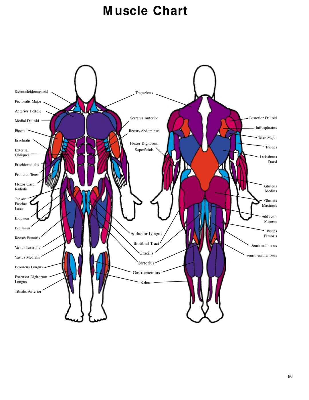 Bowflex 2 manual Muscle Chart 