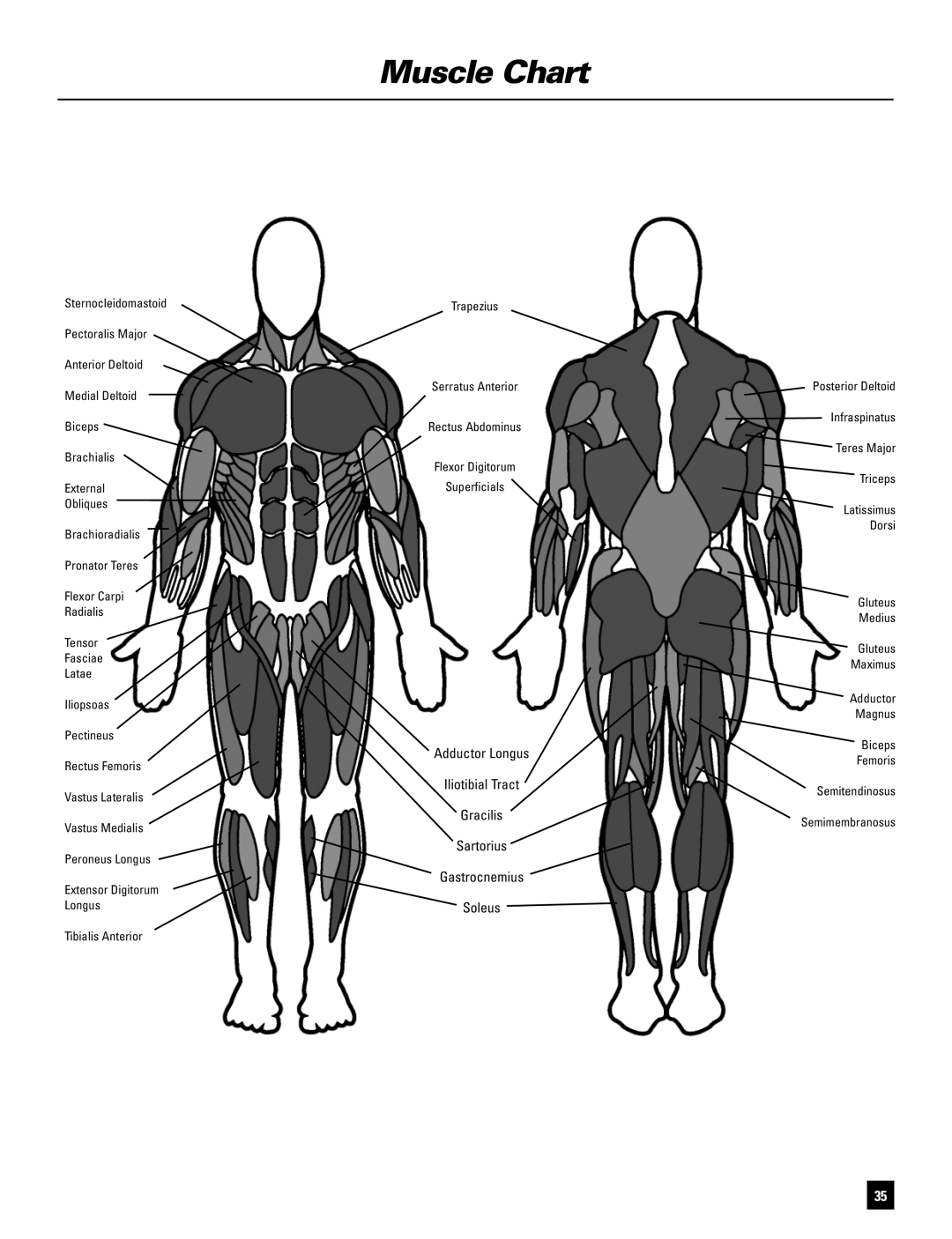 Bowflex BD1090 manual Muscle Chart 