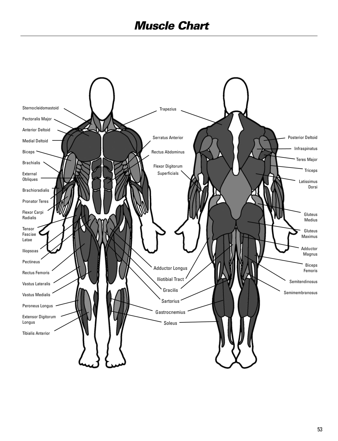 Bowflex Blaze manual Muscle Chart 