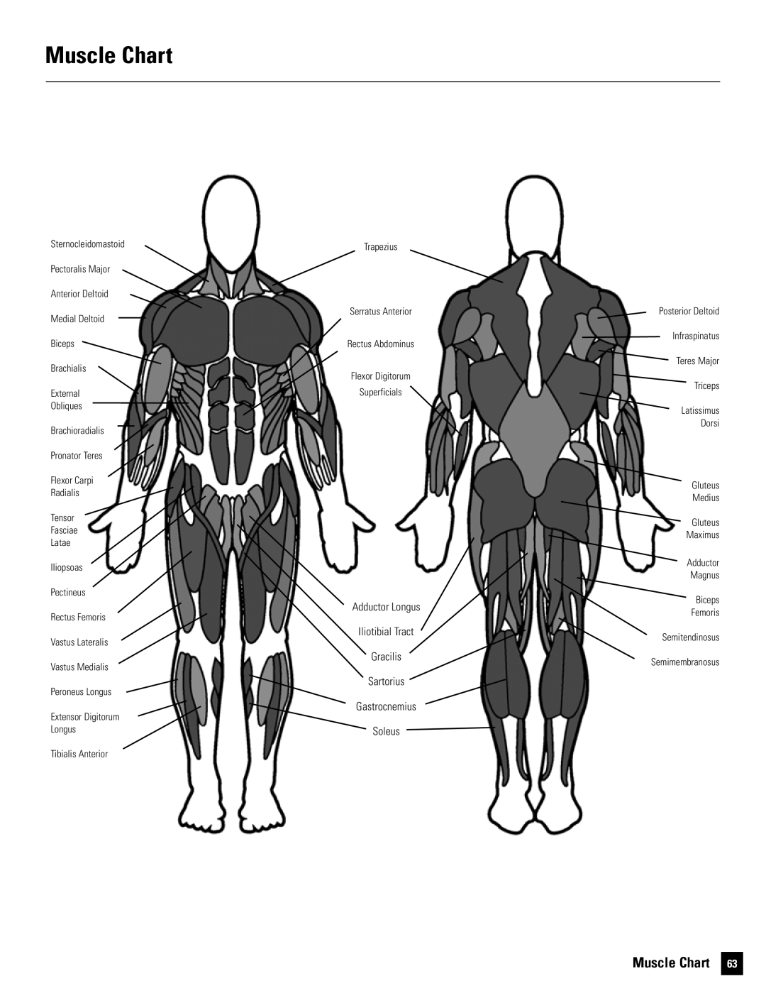 Bowflex Motivator 2 manual Muscle Chart 