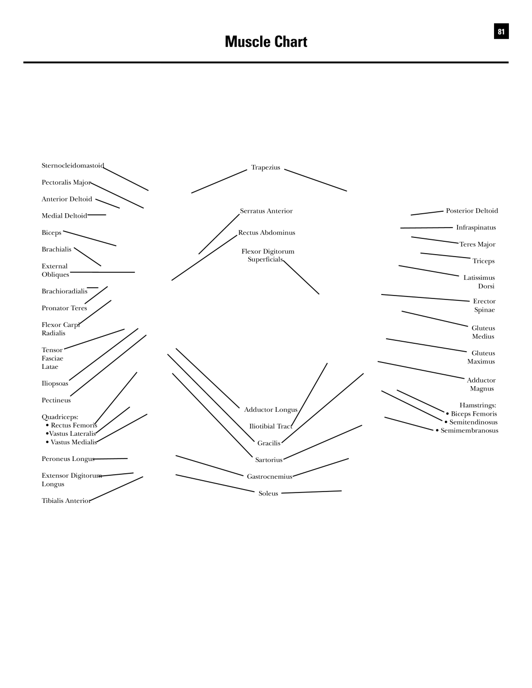 Bowflex Revolution manual Muscle Chart 