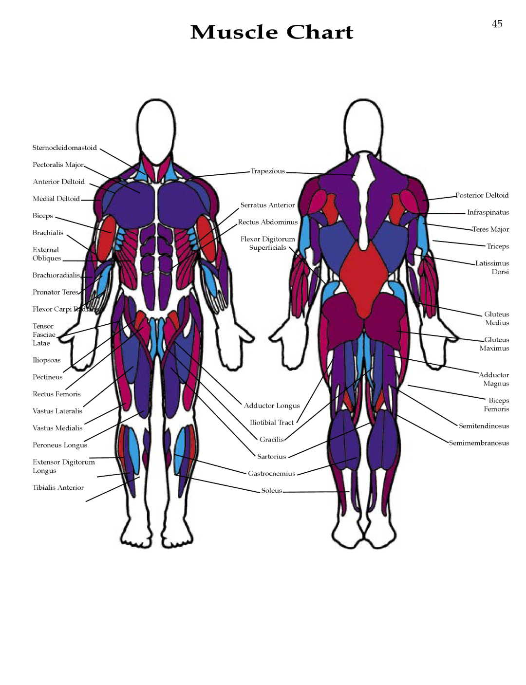 Bowflex Strength Training System manual Muscle Chart 