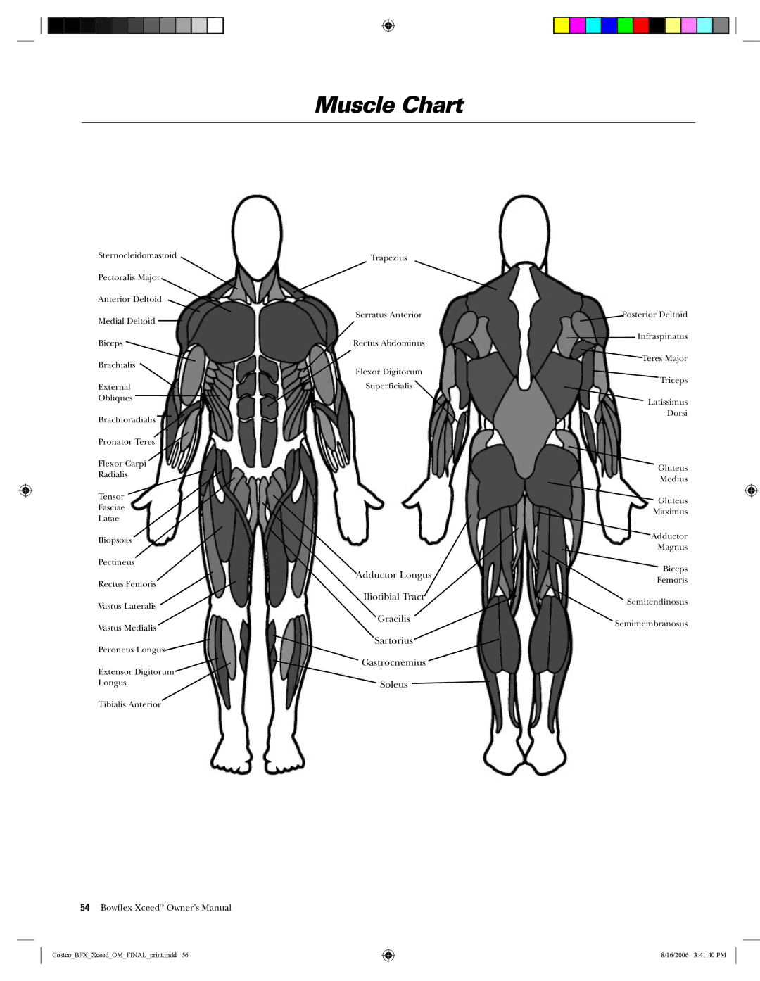 Bowflex Xceed manual Muscle Chart, Iliotibial Tract 