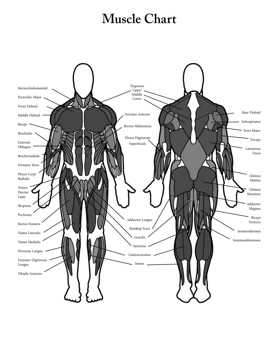 Bowflex Xtreme 2 SE manual Muscle Chart 