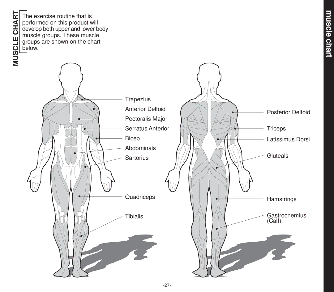 Evo Fitness 50551 owner manual Muscle chart, Muscle Chart 