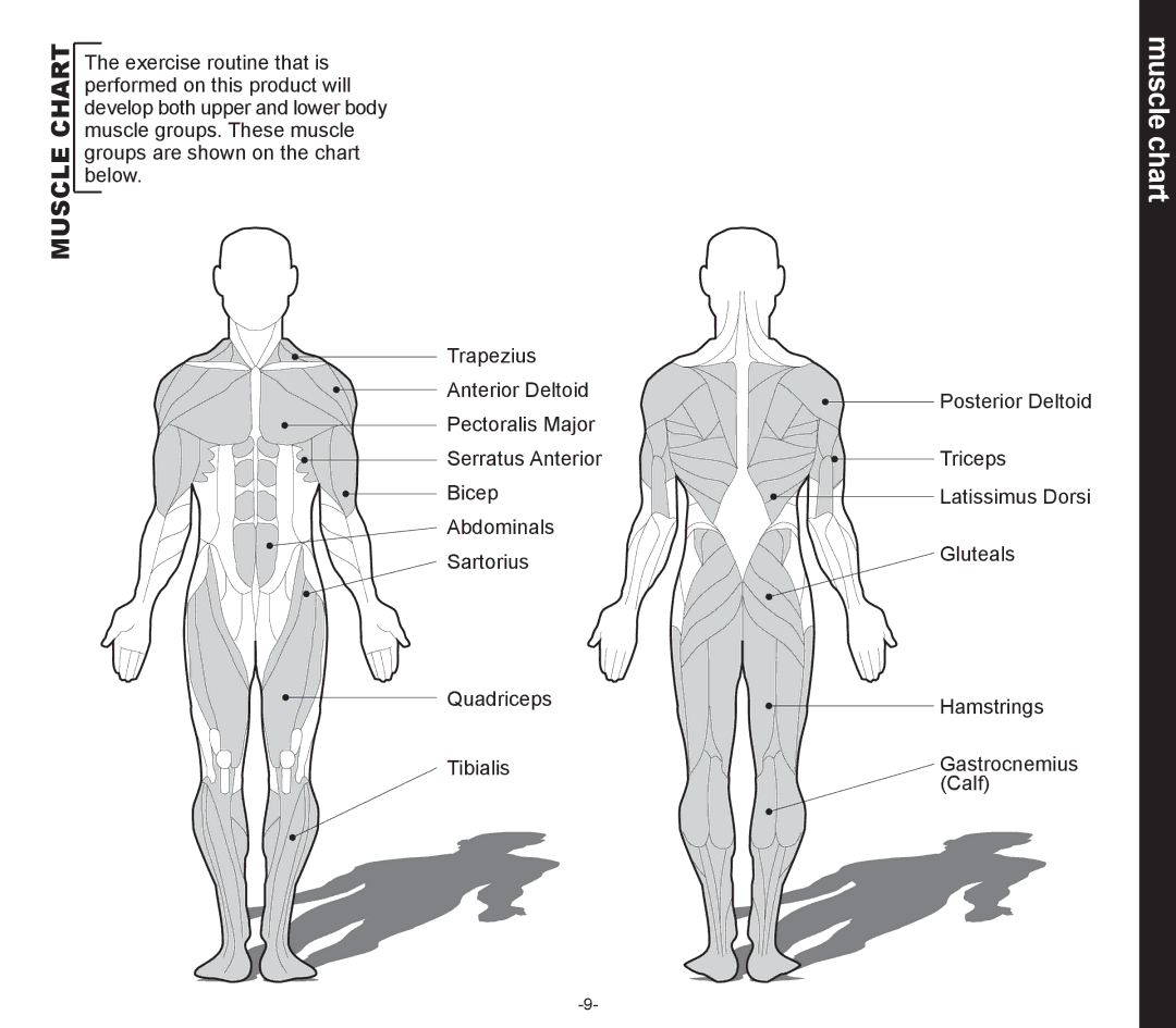 Evo Fitness 53551 owner manual Muscle chart, Chart 