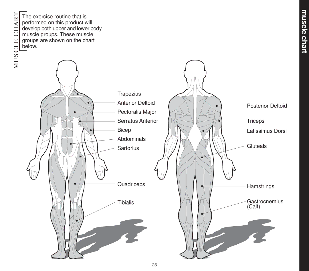 Evo Fitness 53553 owner manual Muscle chart, Chart 