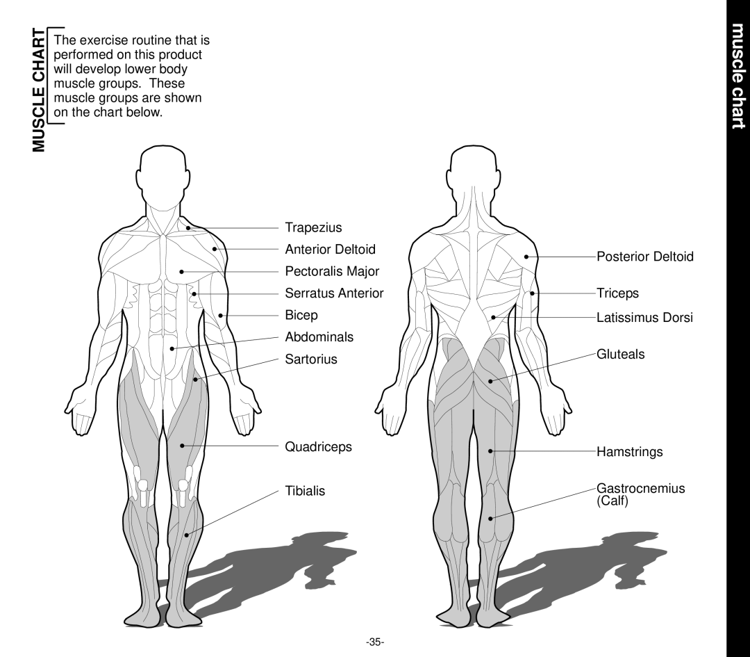 Evo Fitness EVO 1CD owner manual Muscle chart, Muscle Chart 