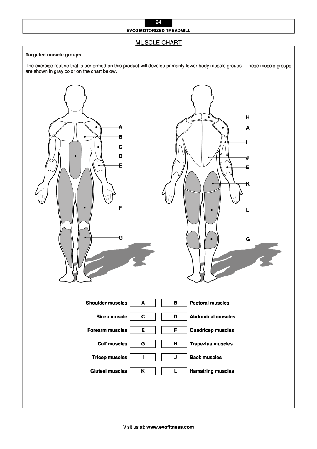 Evo Fitness EVO2 user manual Muscle Chart, Targeted muscle groups 