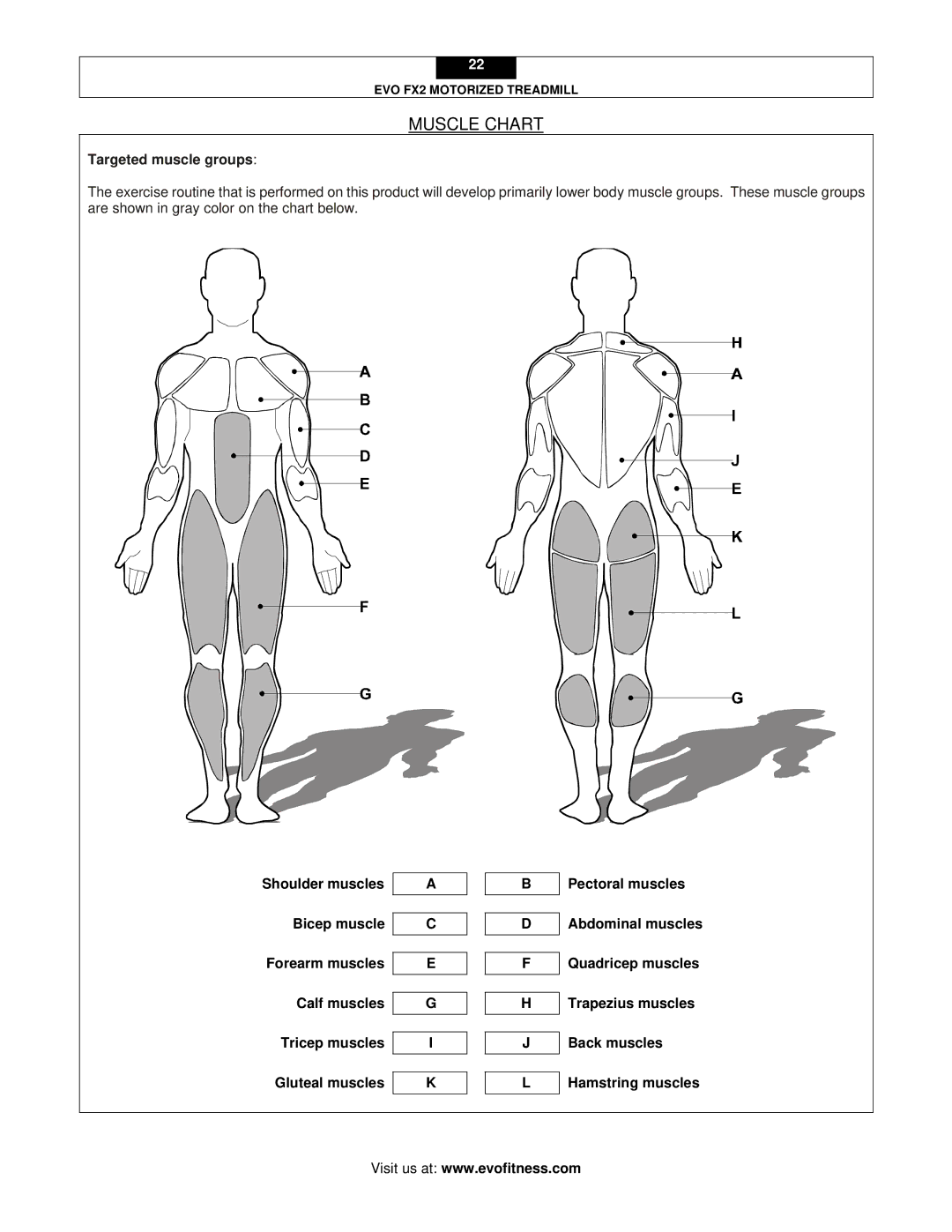 Evo Fitness FX2 user manual Muscle Chart, Targeted muscle groups 