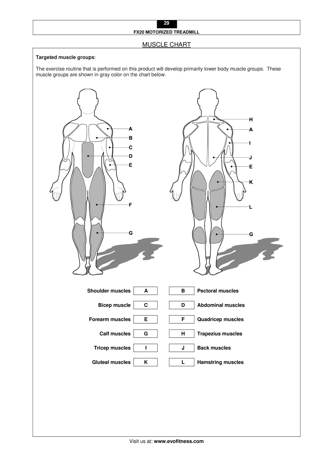 Evo Fitness FX20 user manual Muscle Chart, Targeted muscle groups 