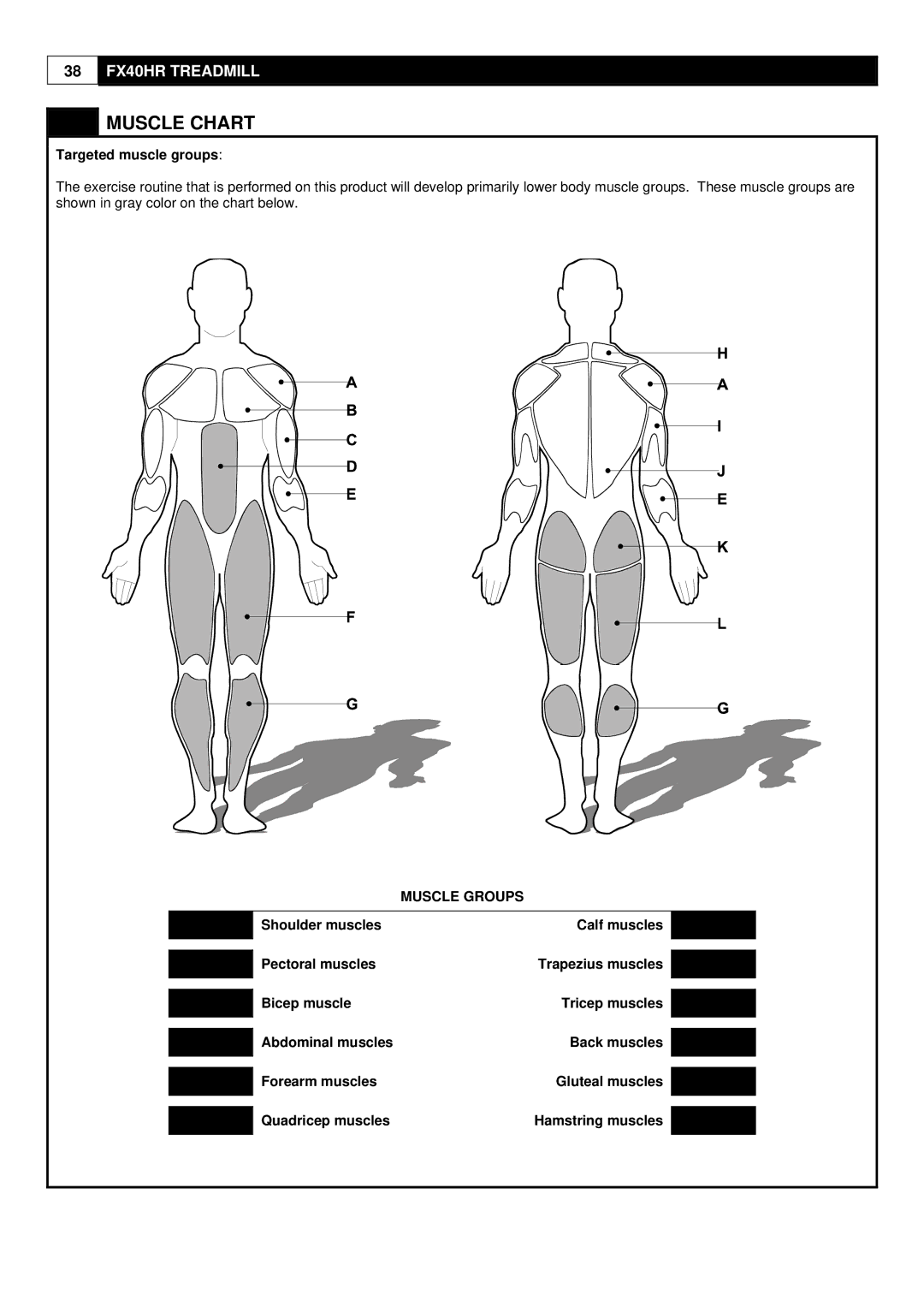 Evo Fitness FX40HR user manual Muscle Chart, Targeted muscle groups, Muscle Groups 