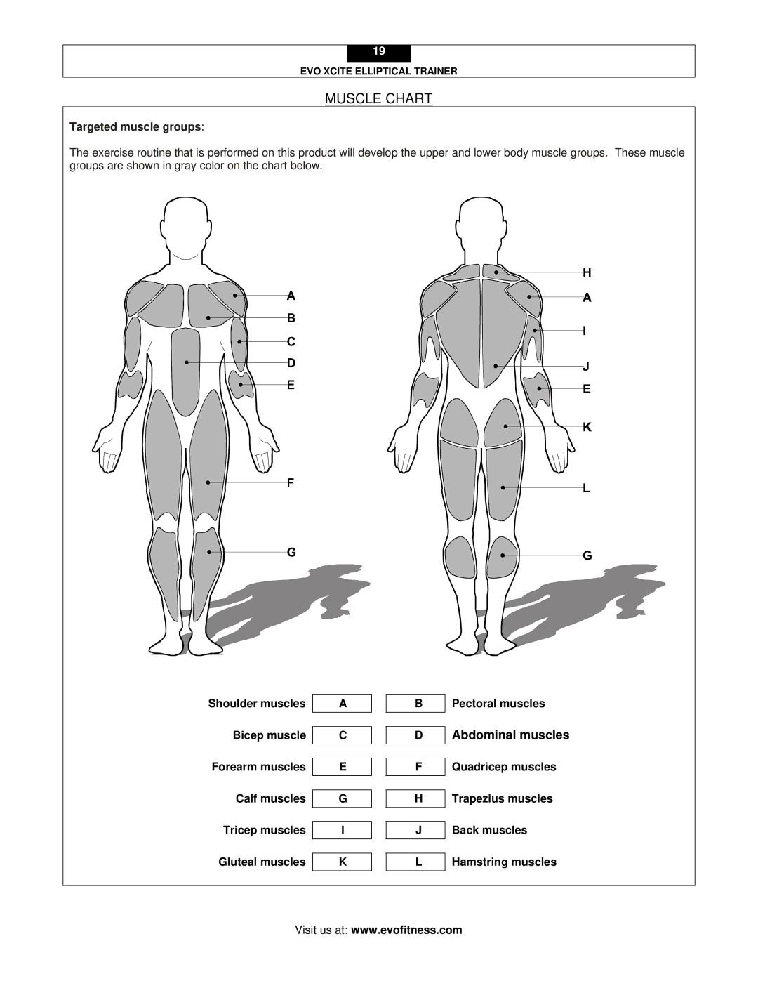 Evo Fitness XCITE user manual Muscle Chart, Targeted muscle groups 