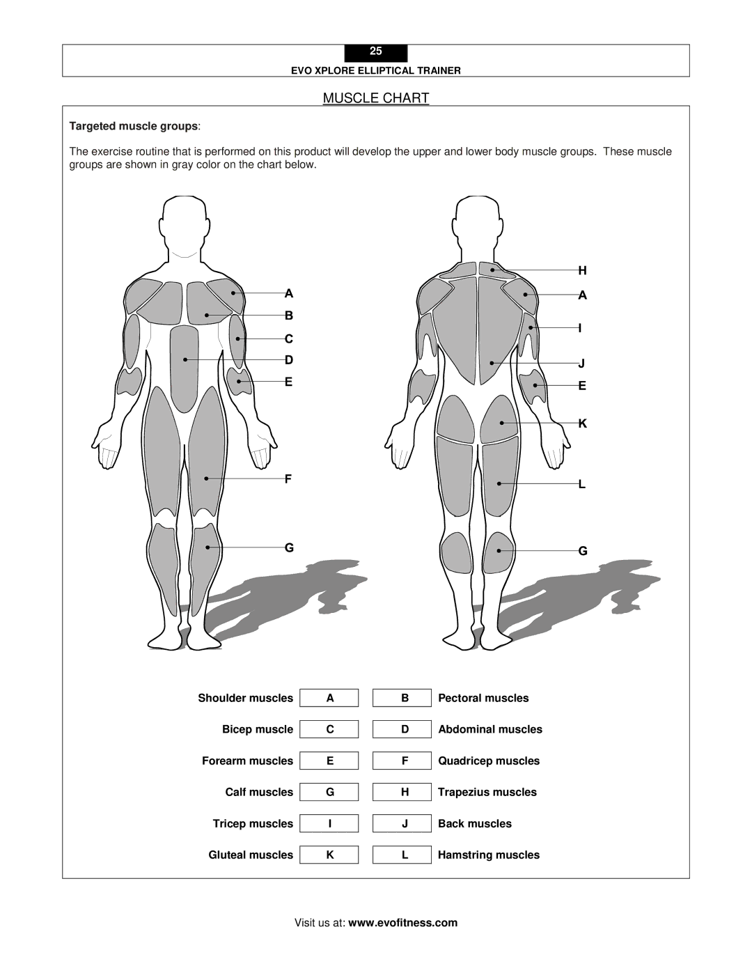 Evo Fitness XPLORE user manual Muscle Chart, Targeted muscle groups 