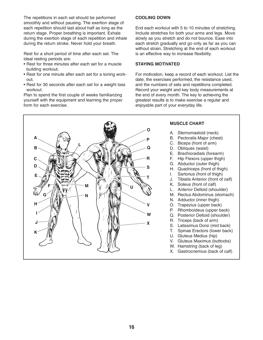 Gold's Gym GGBE25580 manual Cooling Down, Staying Motivated, Muscle Chart 