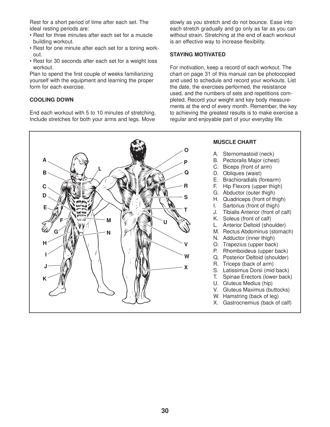 Gold's Gym GGSY69530 manual Cooling Down, Staying Motivated, Muscle Chart 