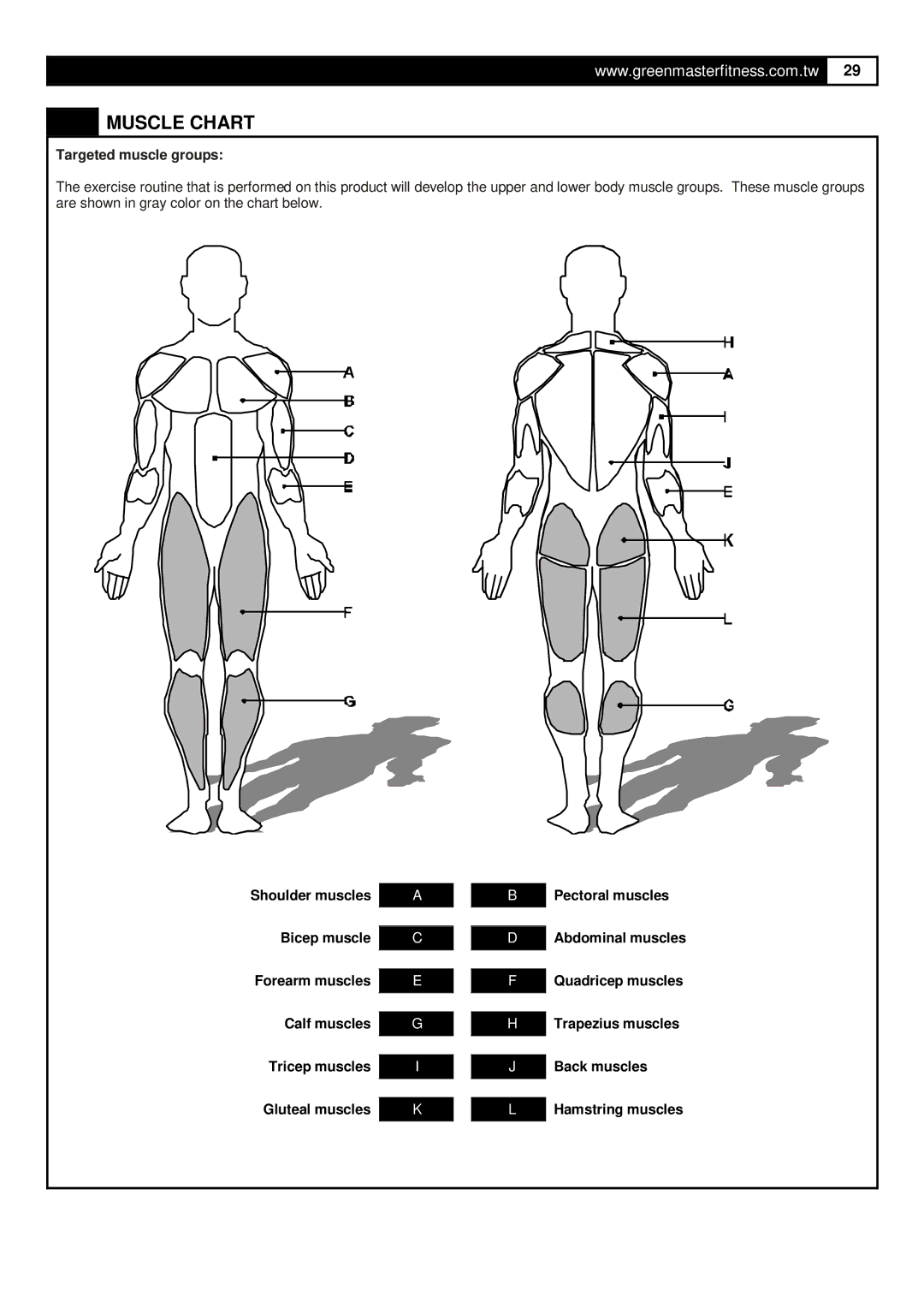 Greenmaster UB5 manual Muscle Chart, Targeted muscle groups 