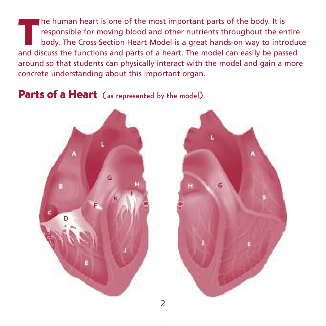 Learning Resources LER 1902 manual Parts of a Heart as represented by the model 