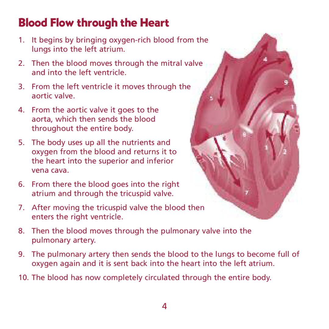 Learning Resources LER 1902 manual Blood Flow through the Heart 