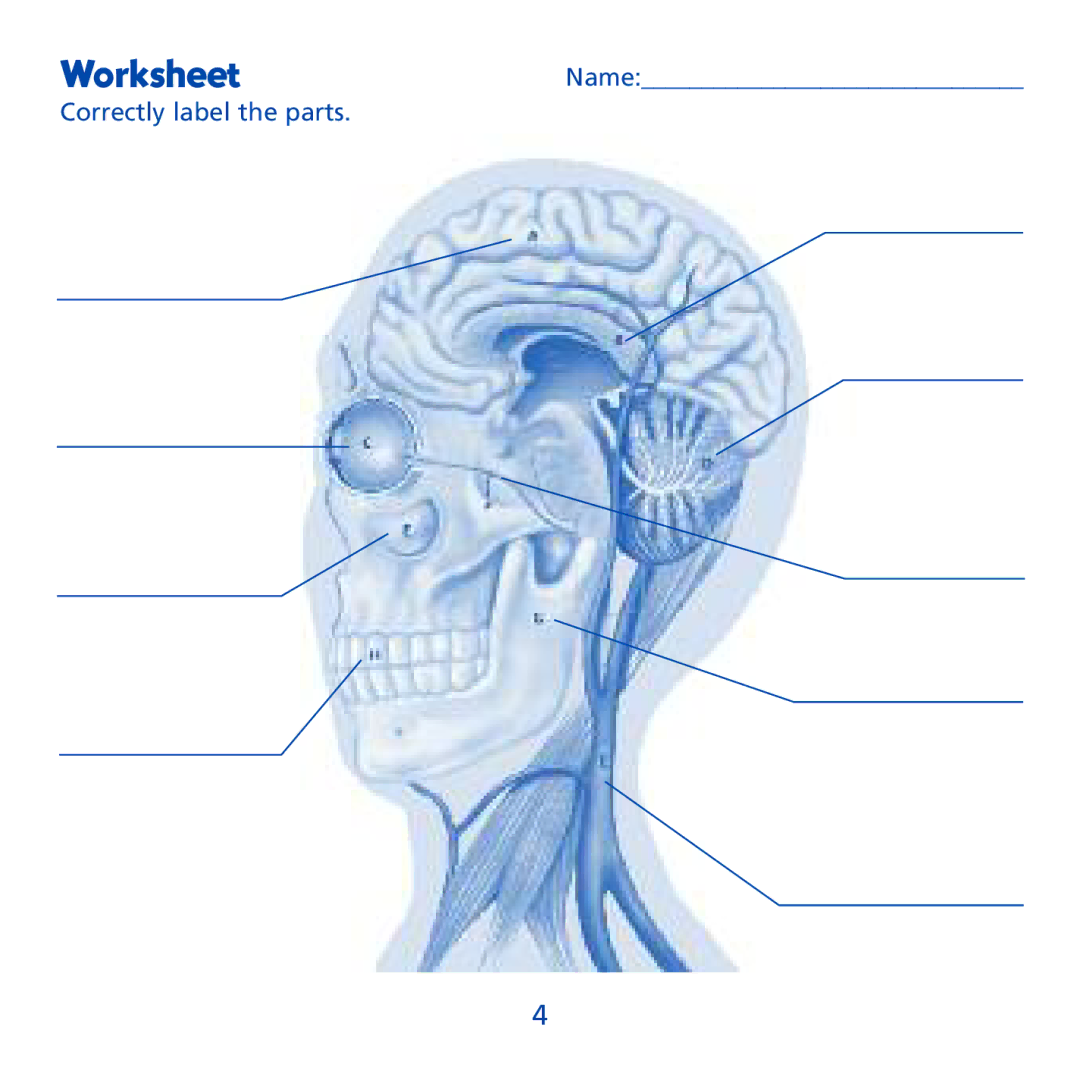 Learning Resources LER 1909 manual Worksheet 