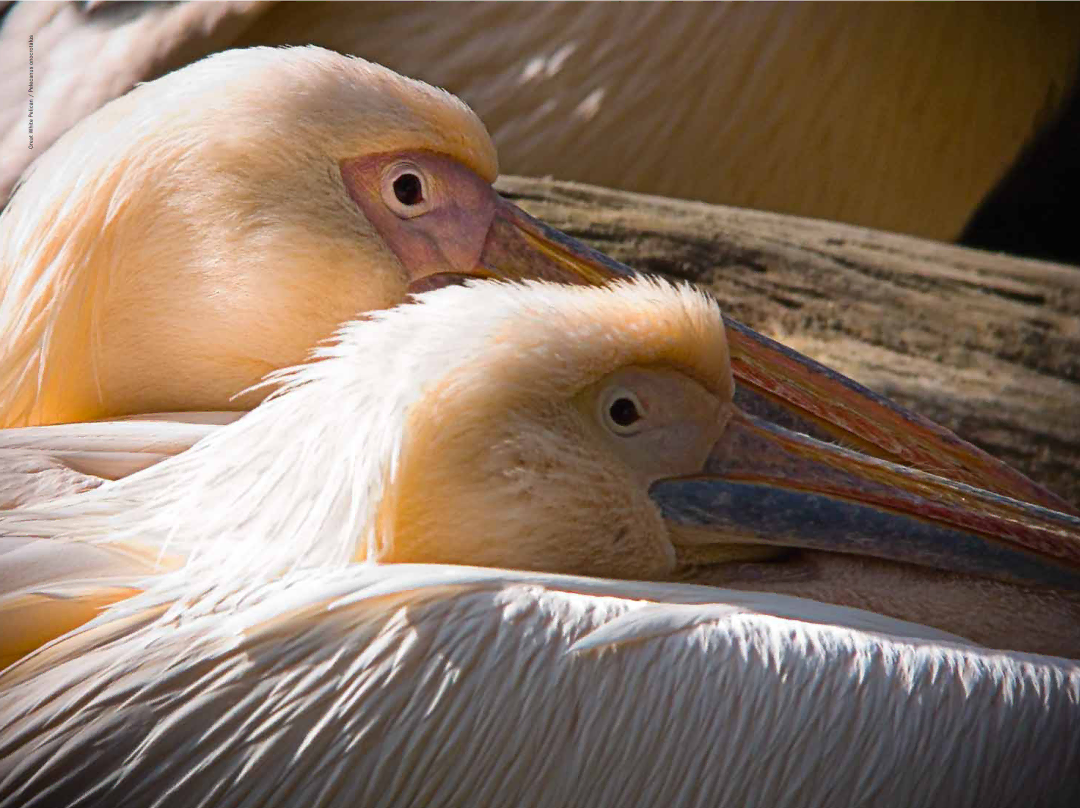 Leica 10x42 BRF manual Great White Pelican / Pelecanus onocrotalus 