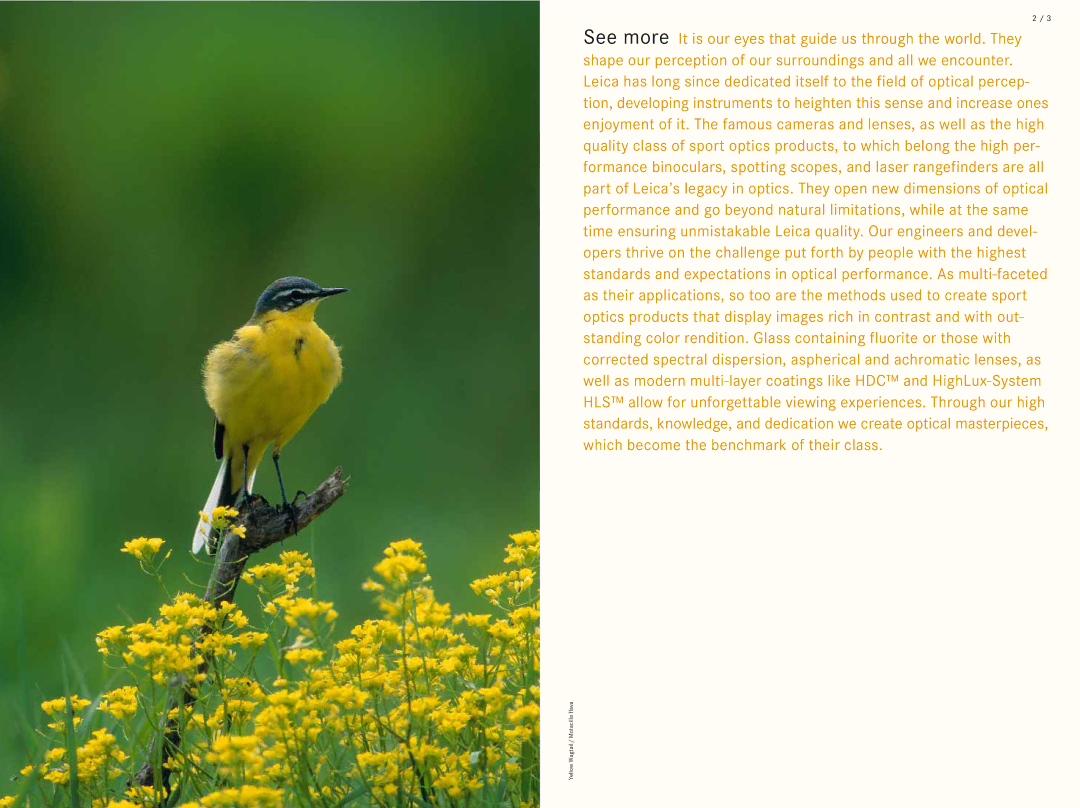 Leica 10x42 BRF manual Yellow Wagtail / Motacilla flava 