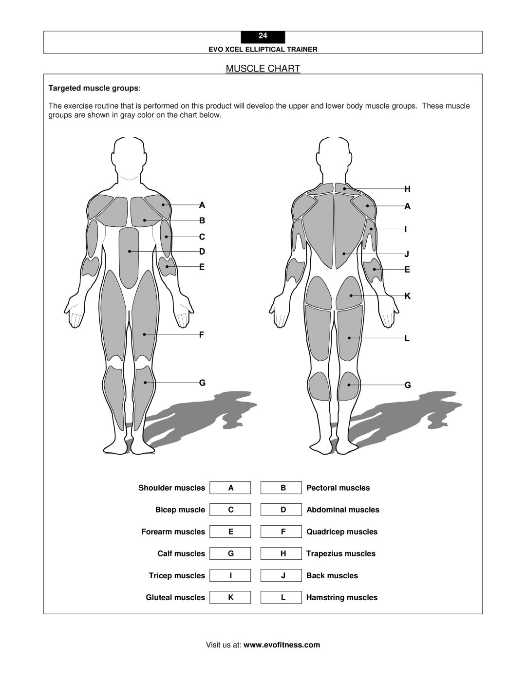 Leupold XCEL user manual Muscle Chart, Targeted muscle groups 