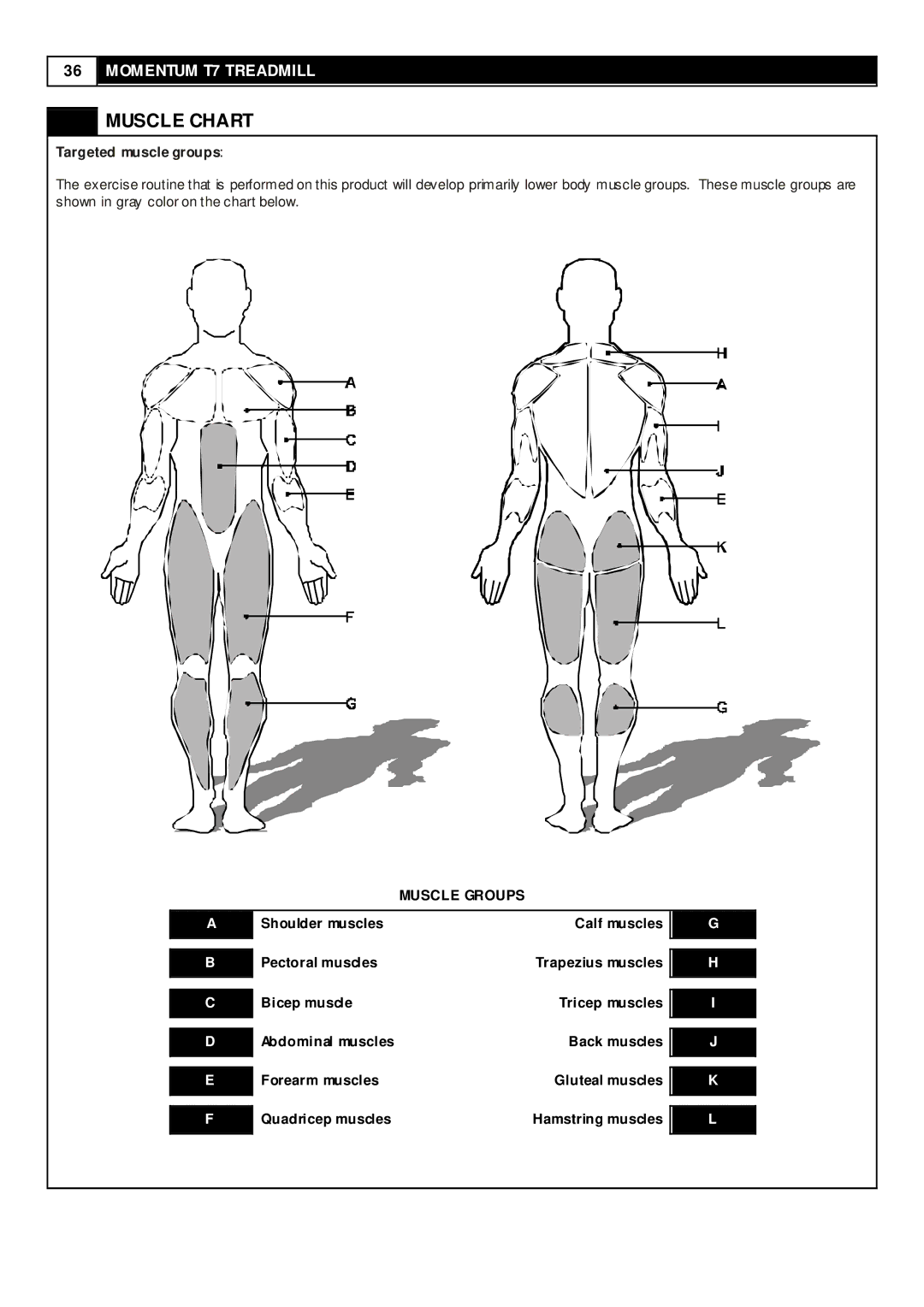 Momentum Sales & Marketing T7 user manual Muscle Chart, Targeted muscle groups, Muscle Groups 