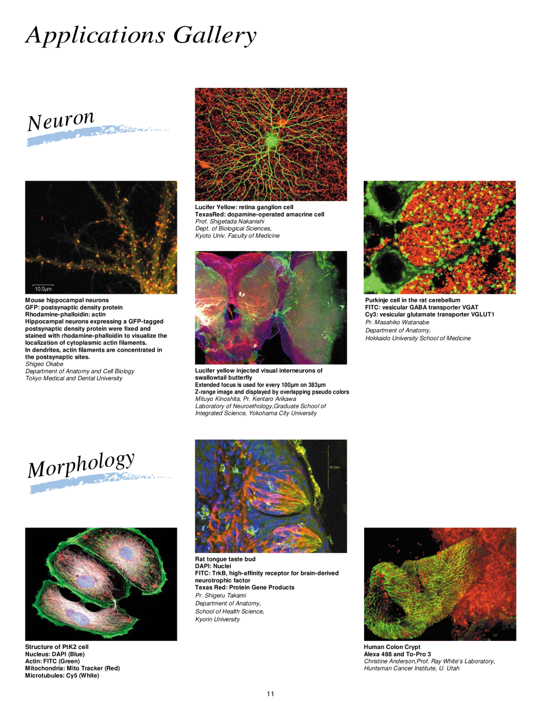 Olympus FV300 manual Applications Gallery, Structure of PtK2 cell 