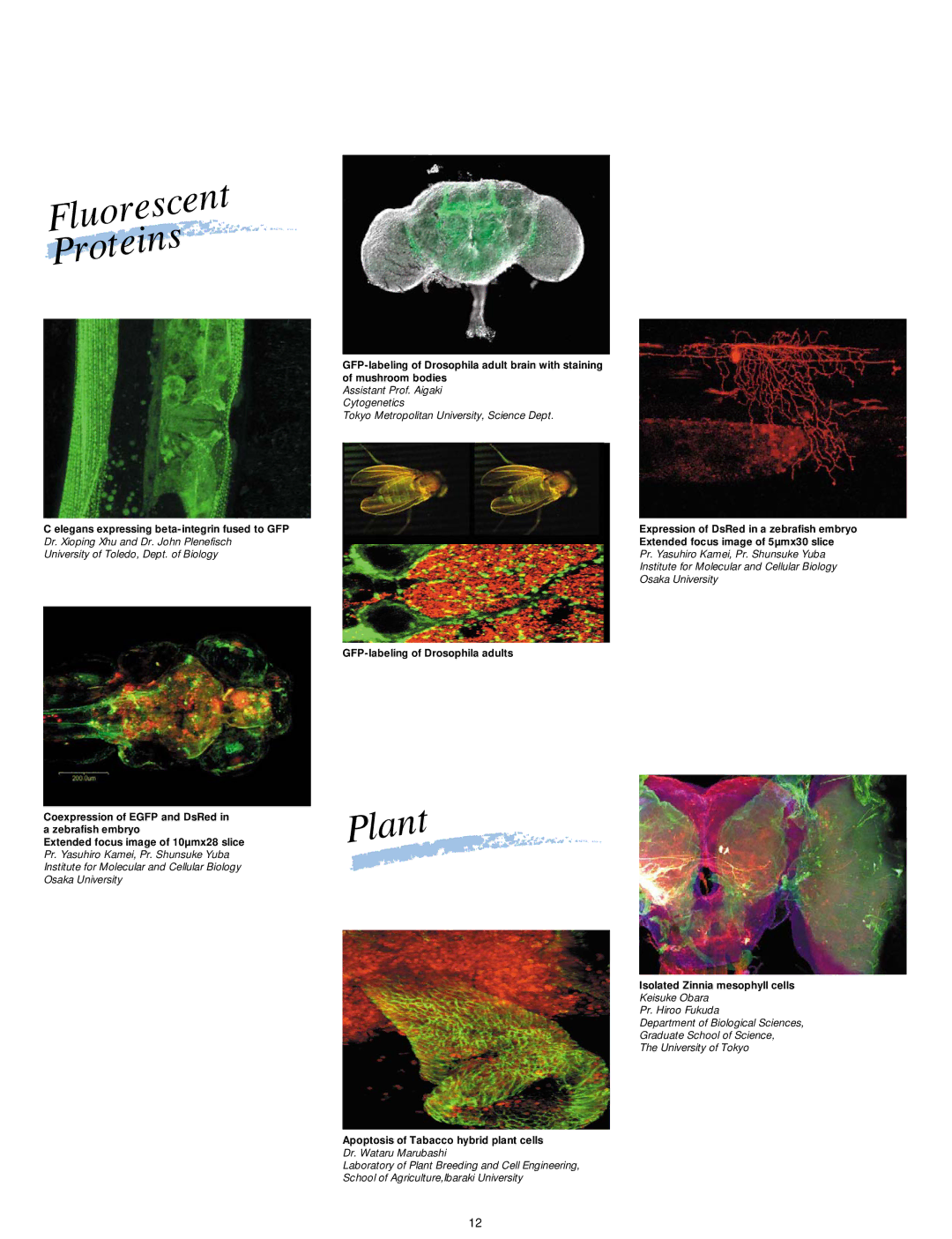 Olympus FV300 manual Fluorescent Proteins 