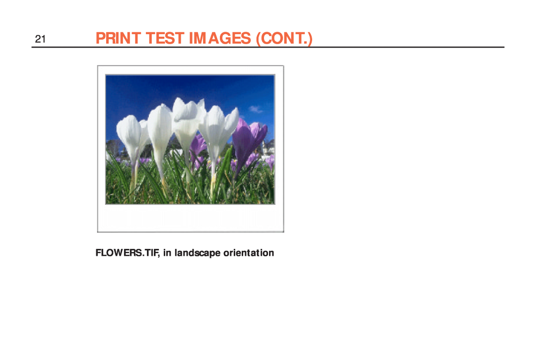 Polaroid ColorShot Printer manual Print Test Images Cont, FLOWERS.TIF, in landscape orientation 