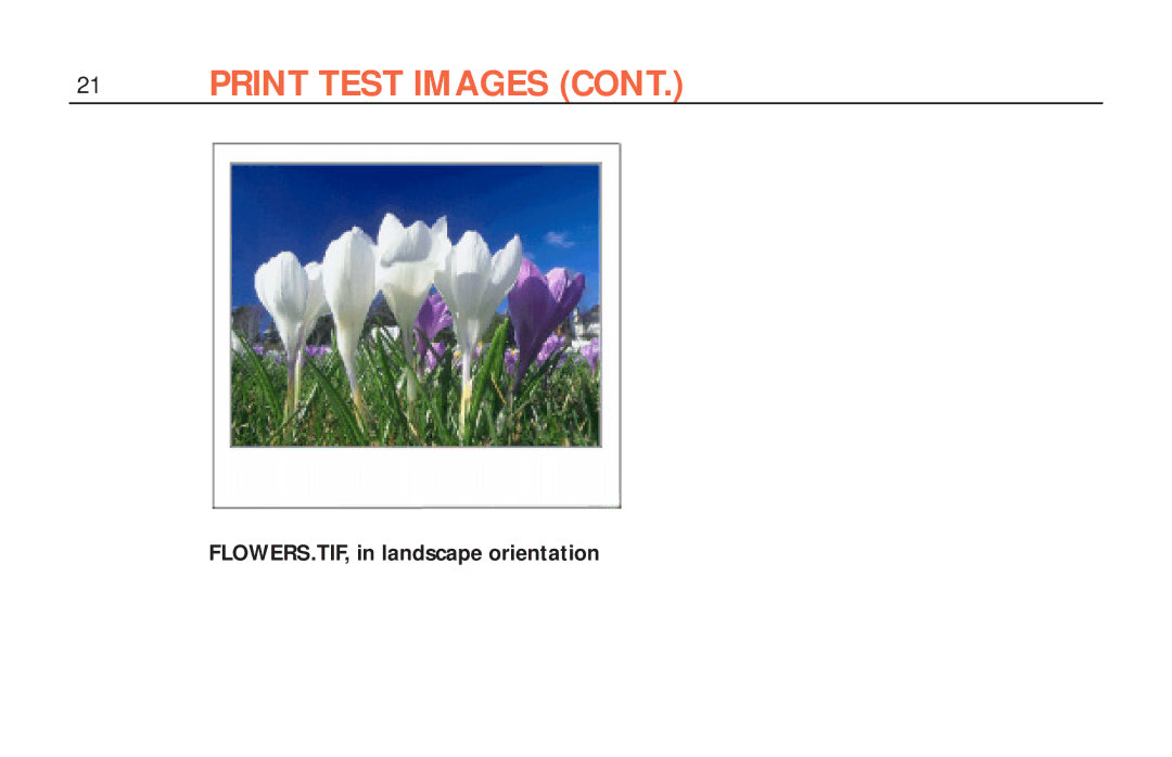 Polaroid ColorShot Printer manual FLOWERS.TIF, in landscape orientation 