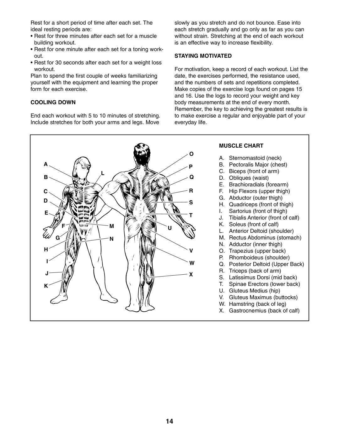 ProForm PFBE1816.0 user manual Cooling Down, Staying Motivated, Muscle Chart 