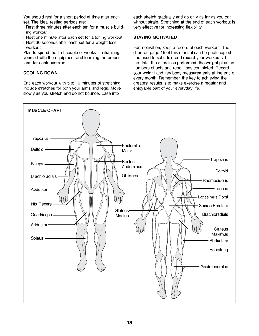 ProForm PFBE64490 manual Cooling Down, Staying Motivated, Muscle Chart 