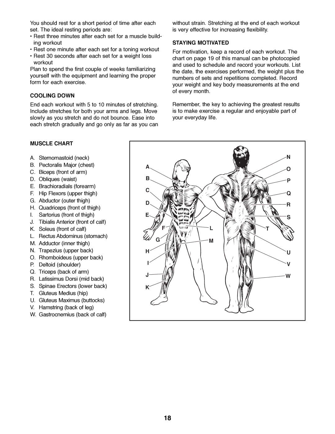 ProForm PFBE66080 manual Cooling Down, Staying Motivated, Muscle Chart 