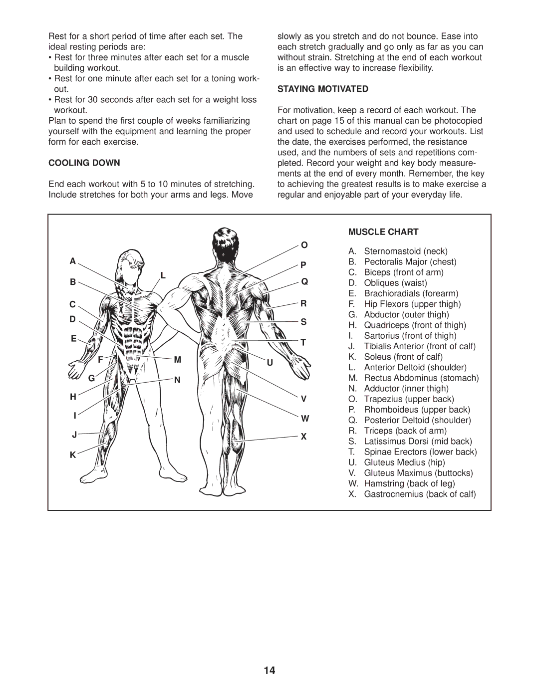 Reebok Fitness RBBE0955.0 manual Cooling Down, Staying Motivated, Muscle Chart 