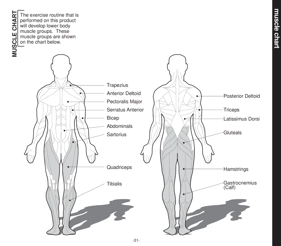 Smooth Fitness EVO 2CD owner manual Muscle chart, Muscle Chart 