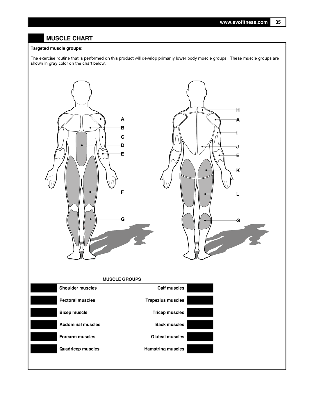 Smooth Fitness FX25 user manual Muscle Chart, Targeted muscle groups 