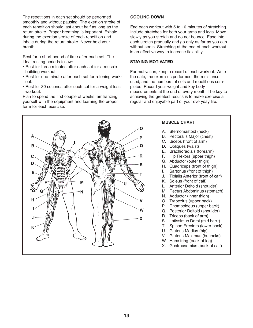 Weider 30664.0 user manual Cooling Down, Staying Motivated, Muscle Chart 