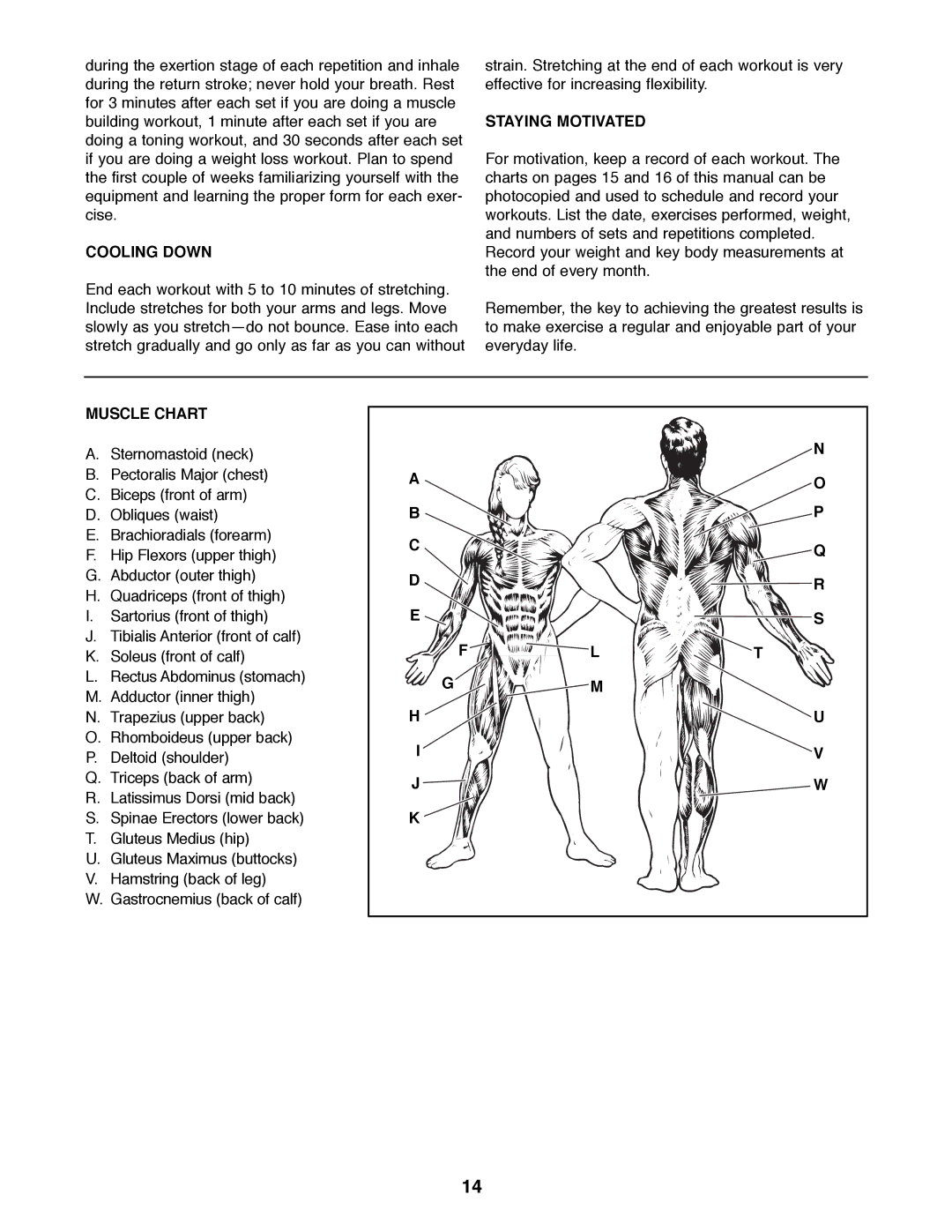 Weider 500 manual Cooling Down, Staying Motivated, Muscle Chart 