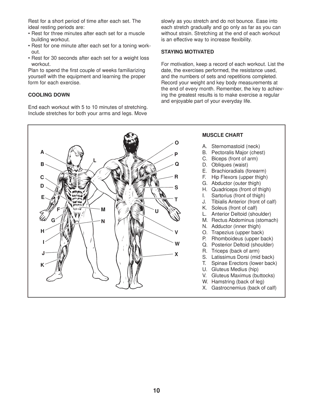 Weider 831.150260 user manual Cooling Down, Staying Motivated, Muscle Chart 