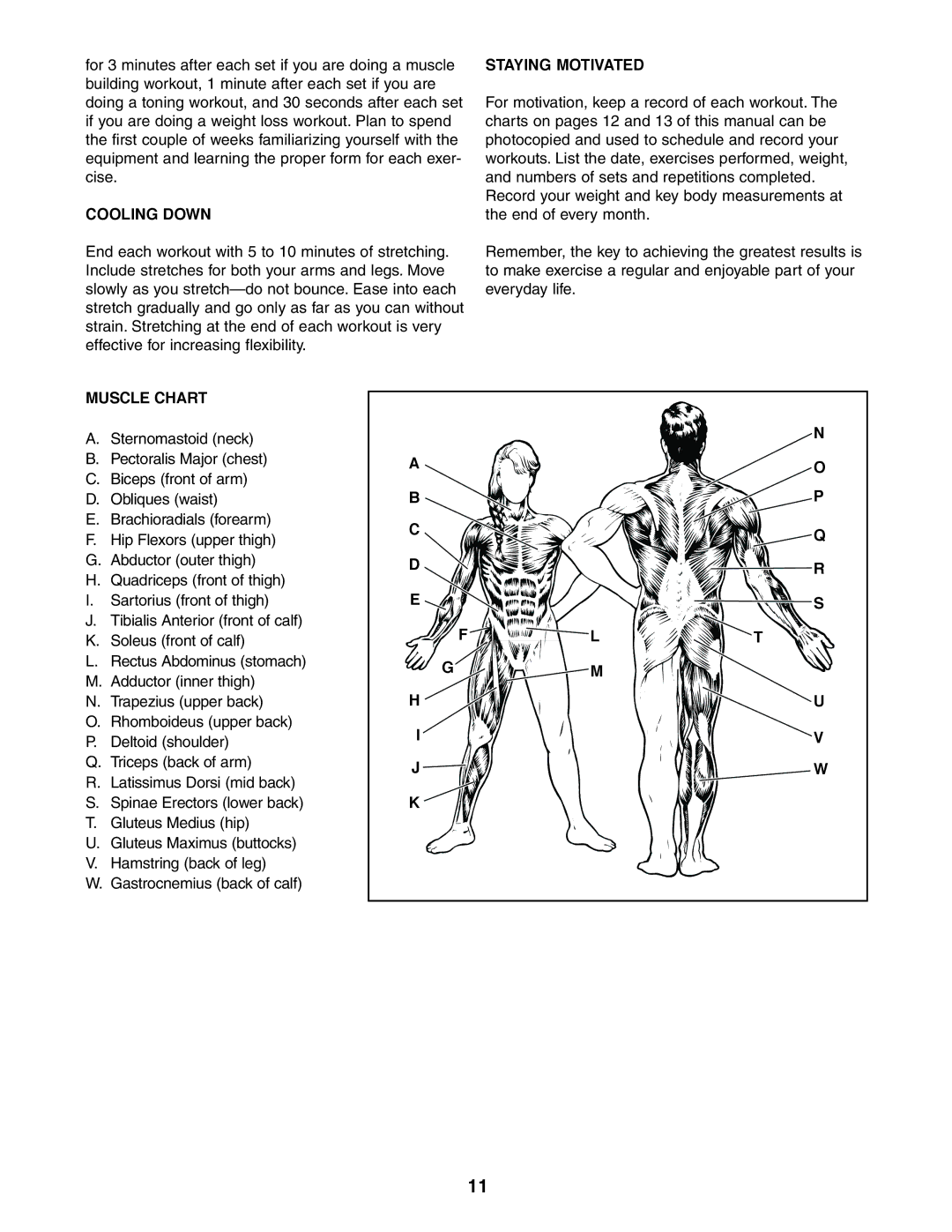 Weider 831.150280 user manual Cooling Down, Staying Motivated, Muscle Chart 