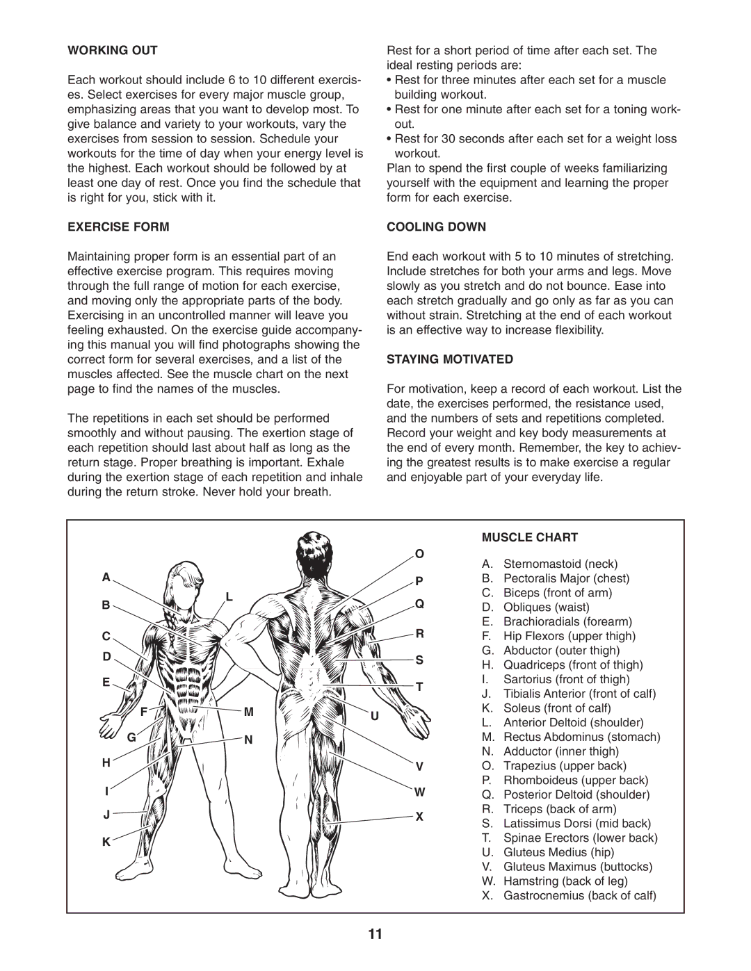 Weider 831.150341 user manual Working OUT, Exercise Form, Cooling Down, Staying Motivated, Muscle Chart 