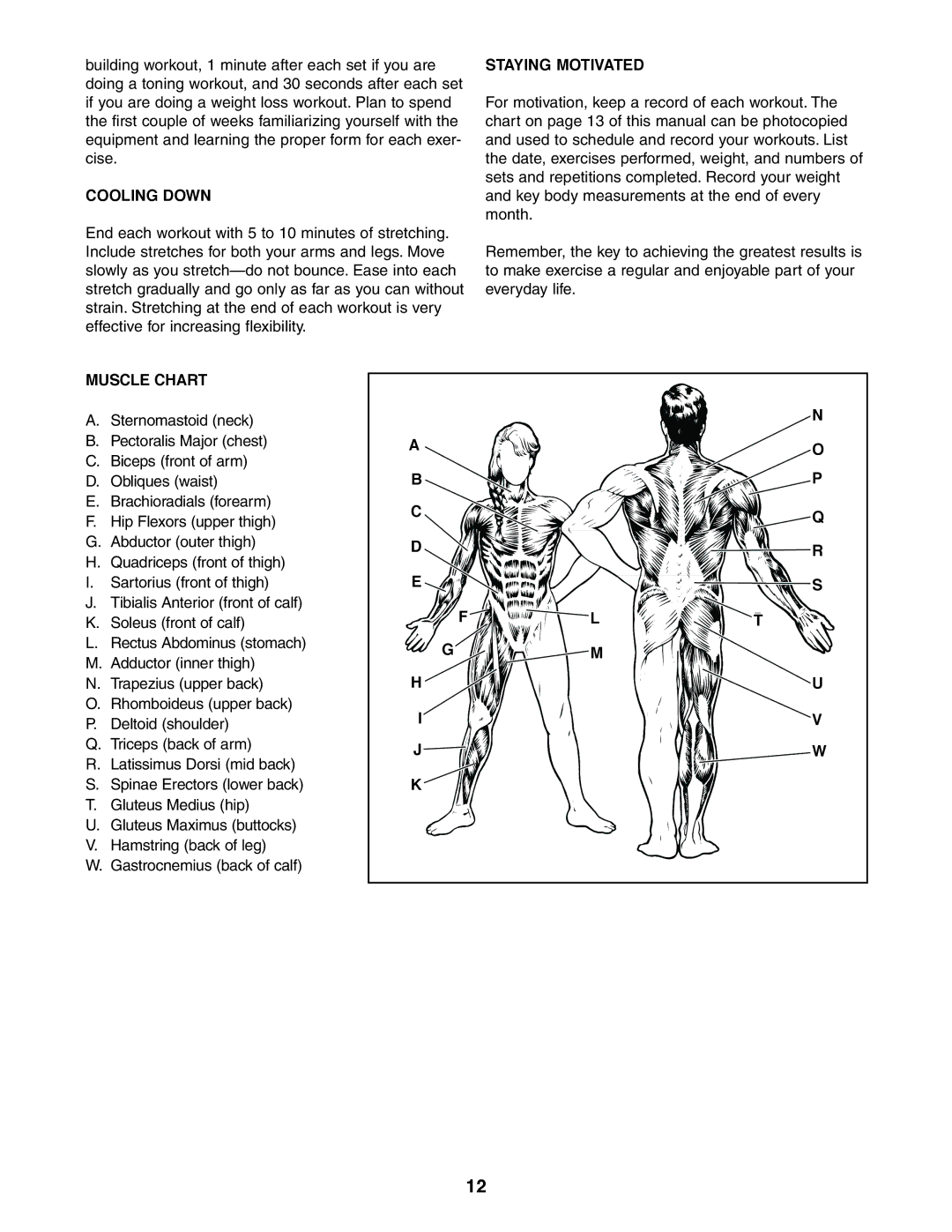 Weider 831.150360 user manual Cooling Down, Staying Motivated, Muscle Chart 