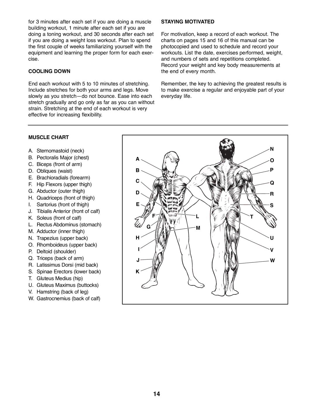 Weider 831.150730 manual Cooling Down, Staying Motivated, Muscle Chart 